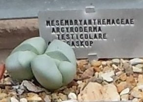 Argyroderma testiculare: Argyroderma succulents from the Knersvlakte in cultivation in Stellenbosch University nursery