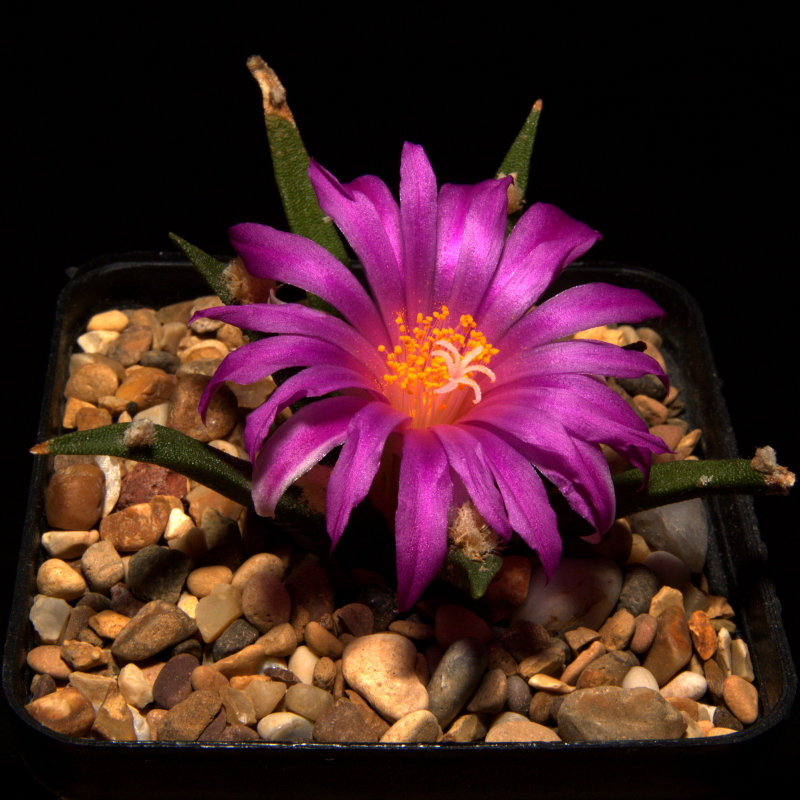 Tamaulipas living rock cactus: Ariocarpus agavoides