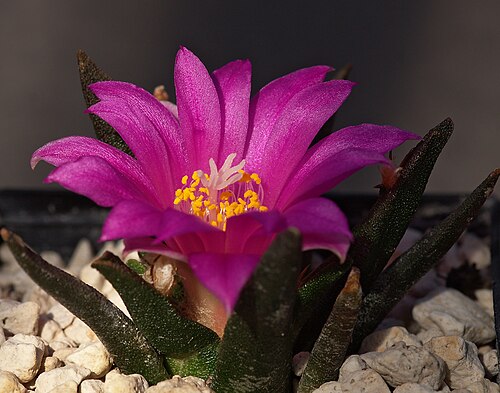 Tamaulipas living rock cactus: Ariocarpus agavoides