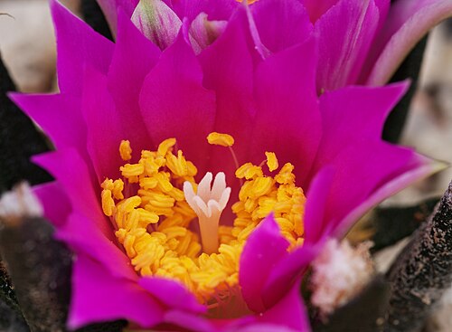 Tamaulipas living rock cactus: Ariocarpus agavoides