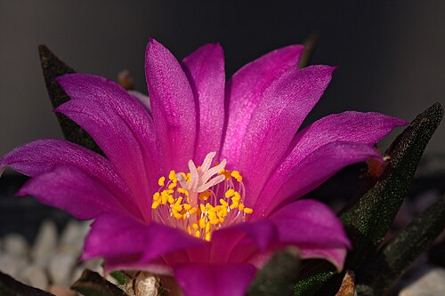 Tamaulipas living rock cactus: Ariocarpus agavoides