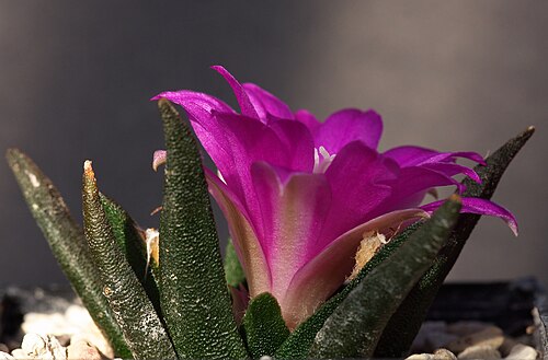 Tamaulipas living rock cactus: Ariocarpus agavoides
