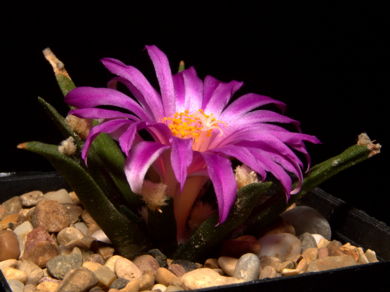 Tamaulipas living rock cactus: Ariocarpus agavoides