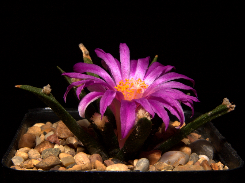 Tamaulipas living rock cactus: Ariocarpus agavoides