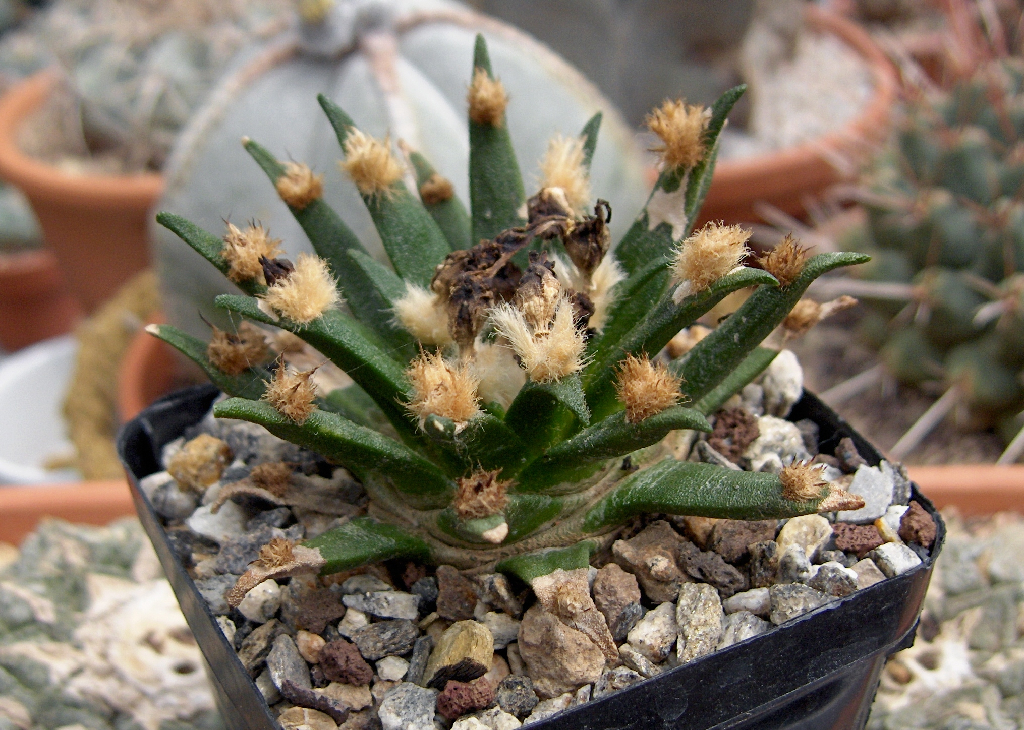 Tamaulipas living rock cactus (Ariocarpus agavoides)