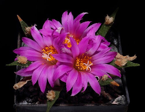 Tamaulipas living rock cactus: Ariocarpus agavoides