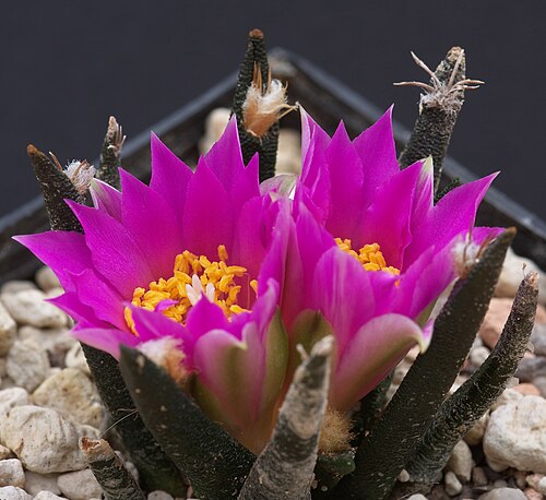Tamaulipas living rock cactus: Ariocarpus agavoides