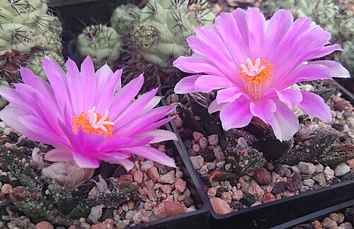 Cactus: Ariocarpus bravoanus , Kulturpflanzen in Blüte