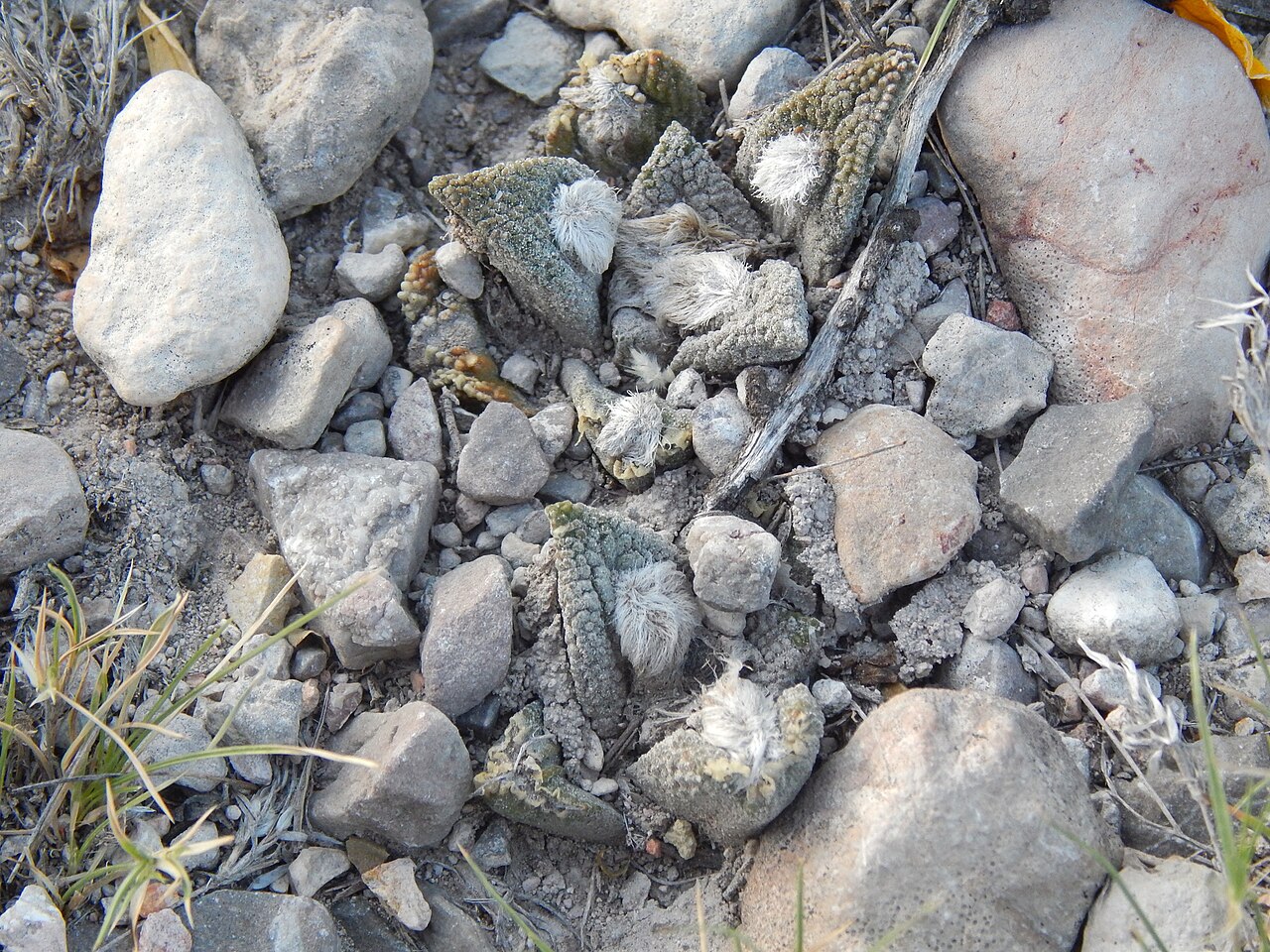 Cactus: Ariocarpus bravoanus bravoanus, 2017-08-05 (iNaturalist).