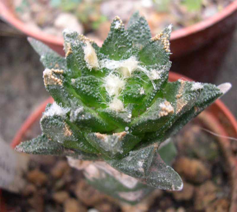 Cactus: Ariocarpus bravoanus