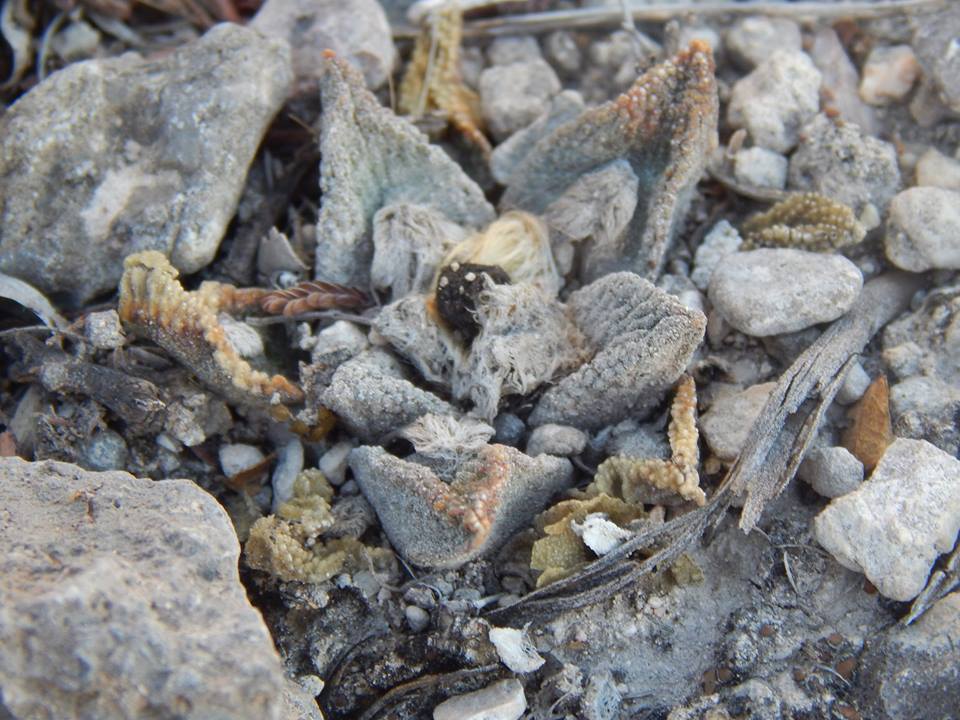 Cactus: Ariocarpus bravoanus bravoanus. Subspecies of plant.