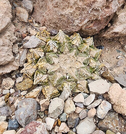Chautle livingrock: Chautle Livingrock ( Ariocarpus fissuratus ) in the United States