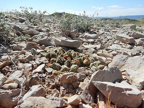 Chautle livingrock: A distinctive cactus common in the Big Bend area of Brewster County, Texas.