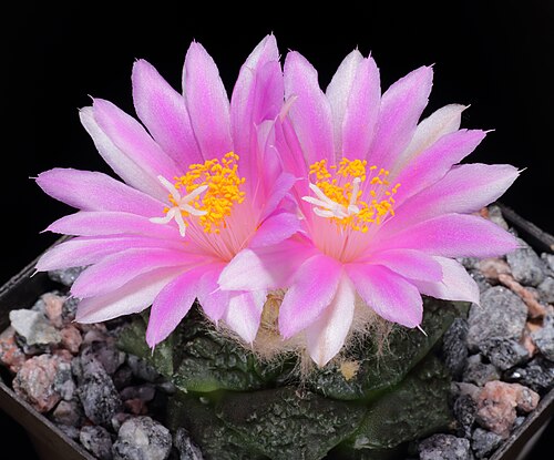 Chautle livingrock: Ariocarpus fissuratus , Rynkig myrkottskaktus