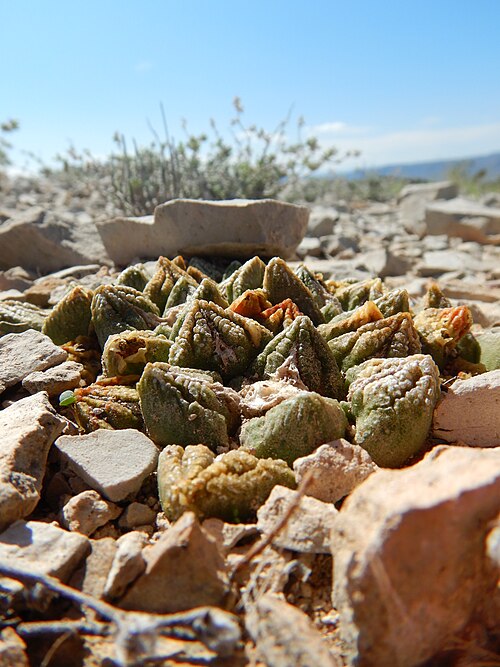 Chautle livingrock: A distinctive cactus common in the Big Bend area of Brewster County, Texas.