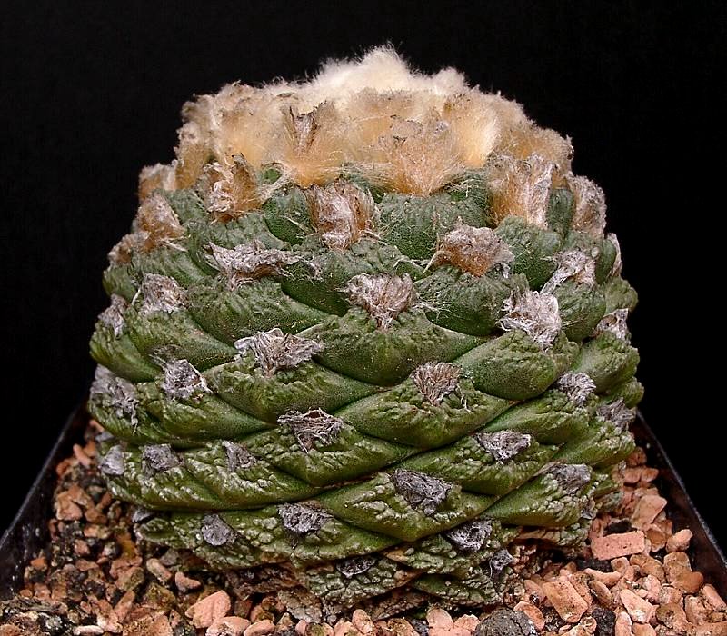 Chautle livingrock: Ariocarpus fissuratus