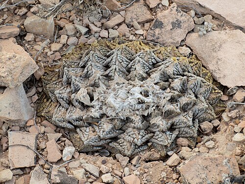 Chautle livingrock: Ariocarpus fissuratus fissuratus in the United States