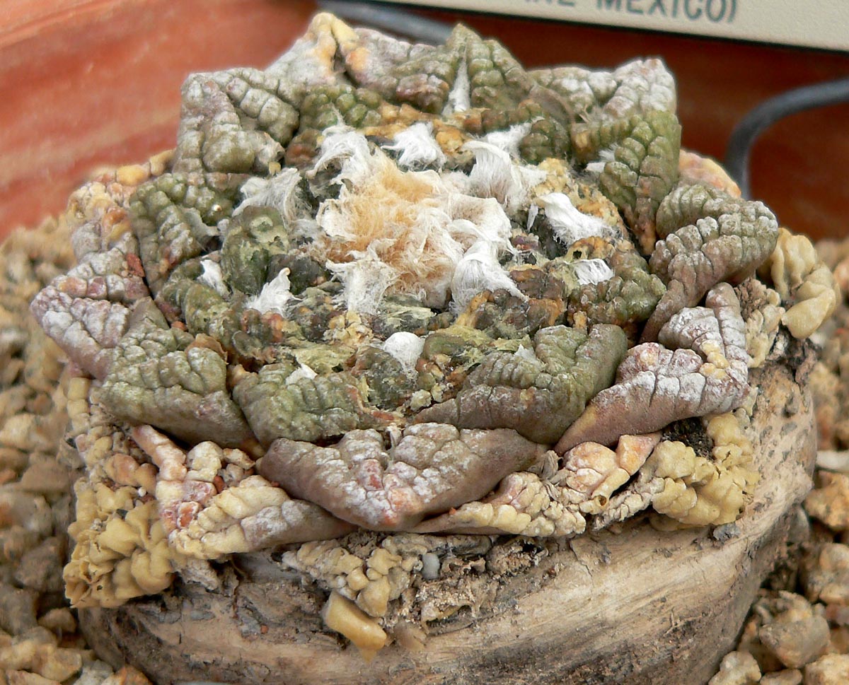 Chautle livingrock