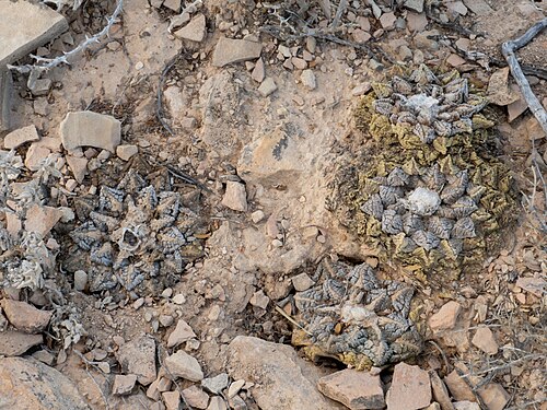 Chautle livingrock: Ariocarpus fissuratus fissuratus in the United States