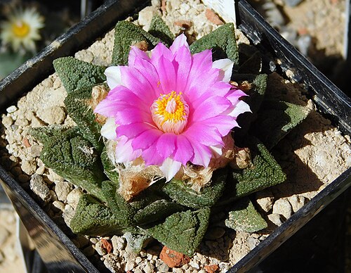 Chautle livingrock: South of Matehuala, San Luis Potosí, Mexico
