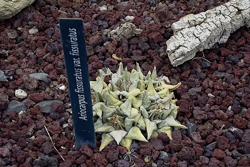 Chautle livingrock: ARIOCARPUS FISSURATUS VAR. FISSURATUS Museo de Desierto, Saltillo Coahuila México