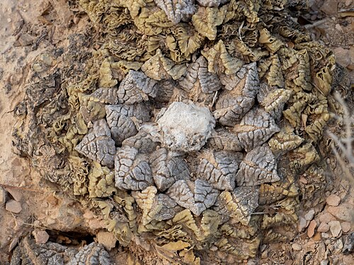 Chautle livingrock: Ariocarpus fissuratus fissuratus in the United States