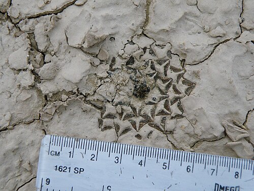 Ariocarpus kotschoubeyanus: Estacion Marte, Coahuila