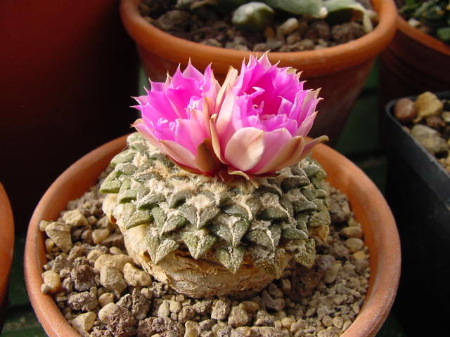 Ariocarpus kotschoubeyanus: Ein Ariocarpus kotschoubeyanus in der Blüte