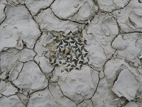 Ariocarpus kotschoubeyanus: Estacion Marte, Coahuila