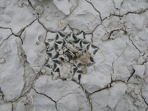 Ariocarpus kotschoubeyanus: Estacion Marte, Cuahuila