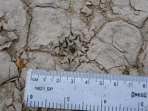 Ariocarpus kotschoubeyanus: Estacion Marte,Coahuila