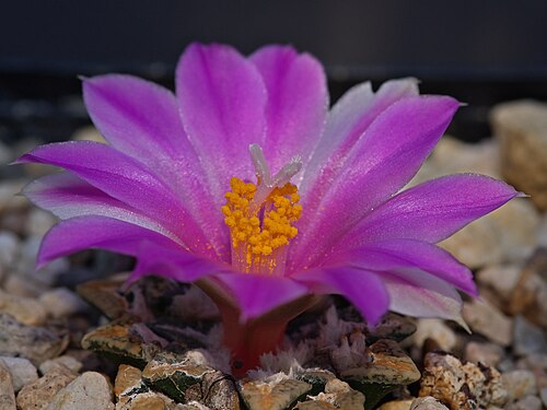 Ariocarpus kotschoubeyanus: Ariocarpus kotschoubeyanus