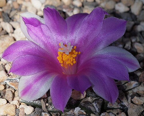 Ariocarpus kotschoubeyanus: Ariocarpus kotschoubeyanus