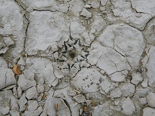 Ariocarpus kotschoubeyanus: Estacion Marte,Coahuila