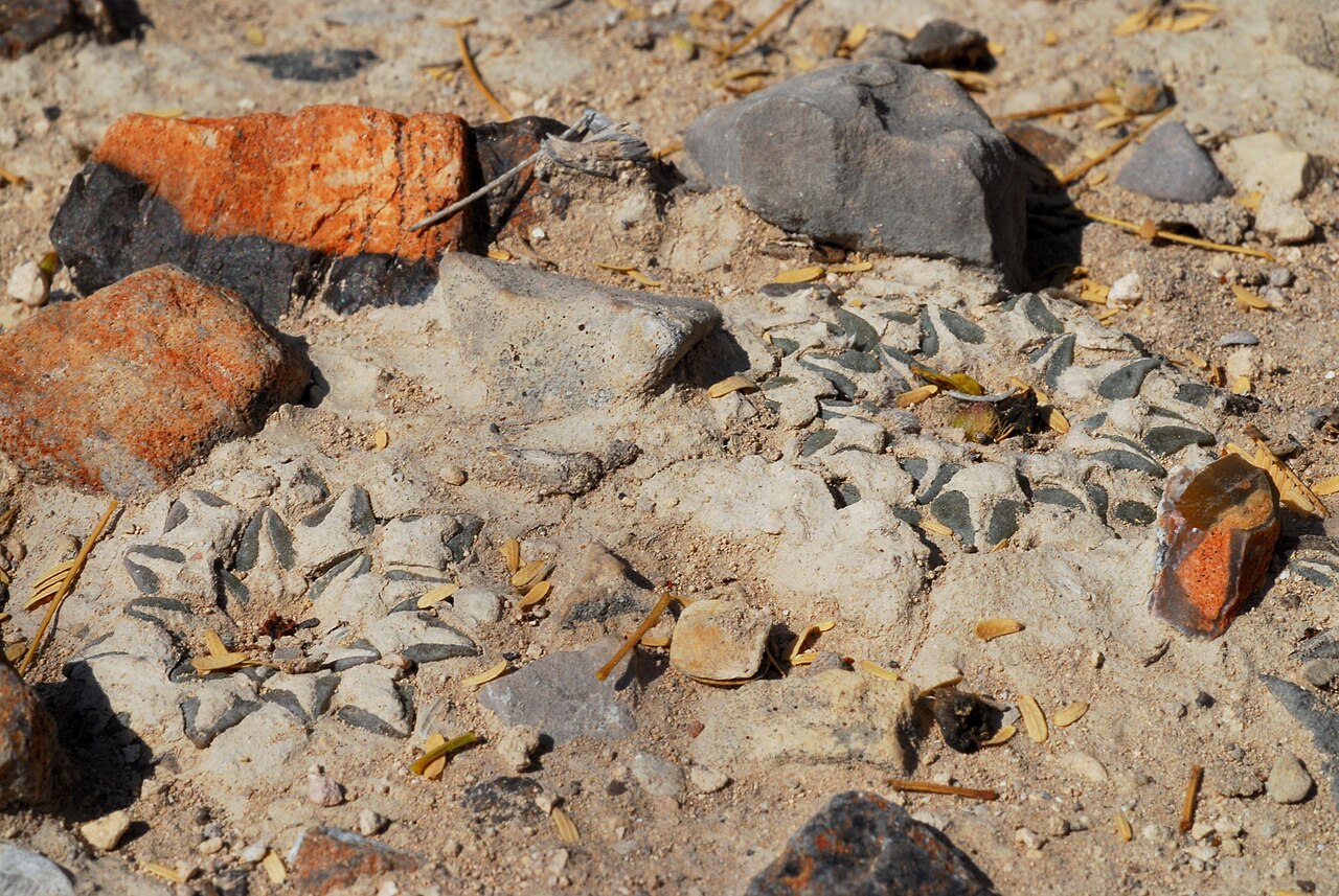 Ariocarpus kotschoubeyanus: A. kotschoubeyanus in habitat near Dr. Arroyo, Nuevo Leon, Mexico