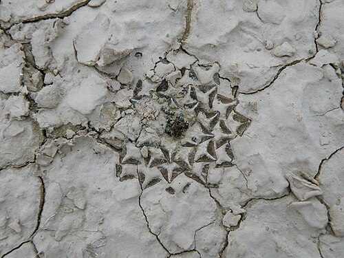 Ariocarpus kotschoubeyanus: Estacion Marte,Coahuila