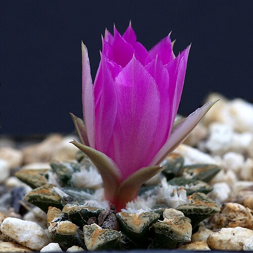 Ariocarpus kotschoubeyanus: Ariocarpus kotschoubeyanus