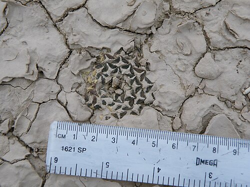 Ariocarpus kotschoubeyanus: Estacion Marte, Coahuila