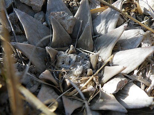 Ariocarpus retusus: Huizache Junction, San Luis Potosi