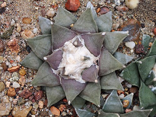 Ariocarpus retusus: Succulent Ariocarpus retusus , cultivated in Wrocław University Botanical Garden, Wrocław, Poland.