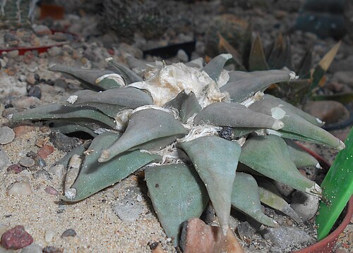 Ariocarpus retusus: Ariocarpus furfuraceus , Ogród Botaniczny UMCS w Lublinie.