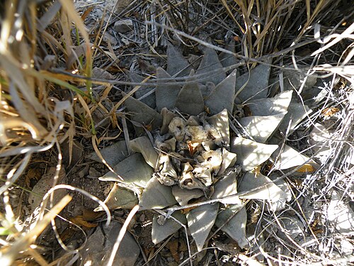 Ariocarpus retusus: Huizache Junction, San Luis Potosi