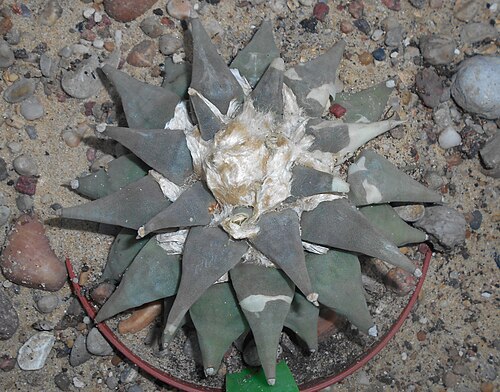 Ariocarpus retusus: Ariocarpus furfuraceus , Ogród Botaniczny UMCS w Lublinie.