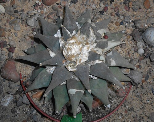Ariocarpus retusus: Ariocarpus furfuraceus , Ogród Botaniczny UMCS w Lublinie.