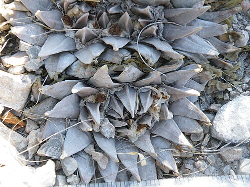 Ariocarpus retusus: Huizache Junction, San Luis Potosi