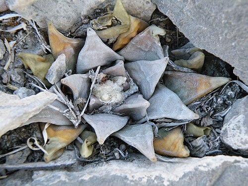 Ariocarpus retusus: Huizache Junction, San Luis Potosi