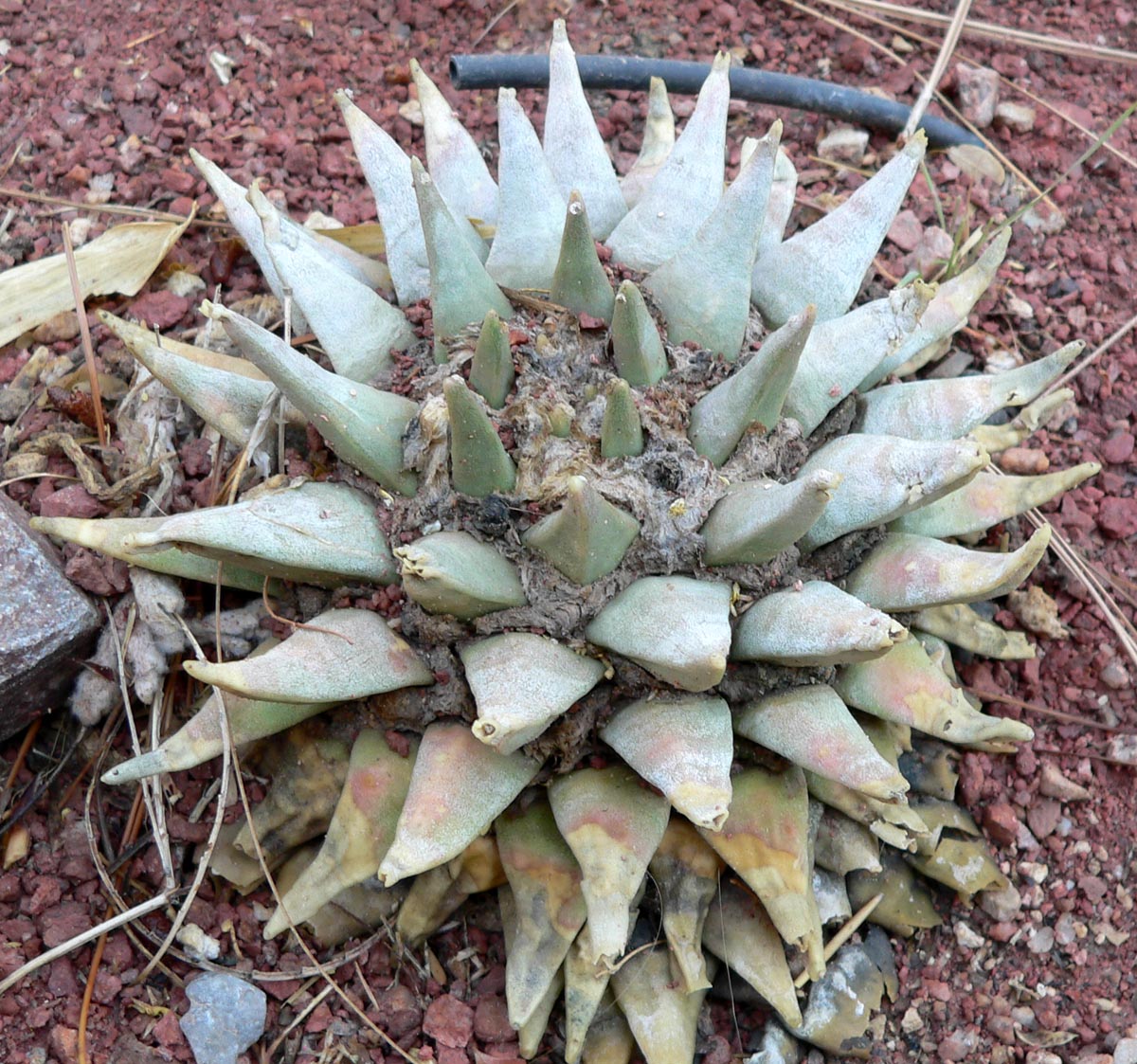 Ariocarpus retusus: Photo of Ariocarpus retusus at the Springs Preserve garden in Las Vegas