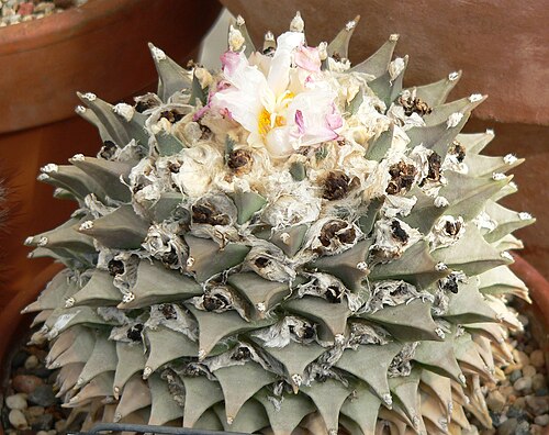 Ariocarpus retusus: Ariocarpus retusus at the University of California Botanical Garden , Berkeley, California