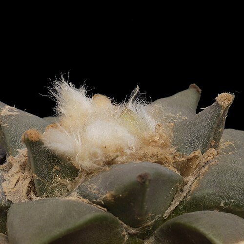 Ariocarpus retusus: Ariocarpus retusus (Syn. A. furfuraceus ) in Knospe.