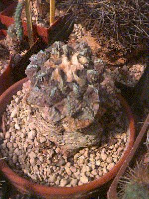 Cactus: Ariocarpus scapharostrus